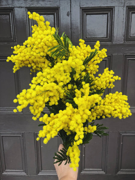 mimosa flowers for international womens day 