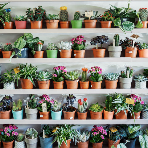Indoor plants and mental health
