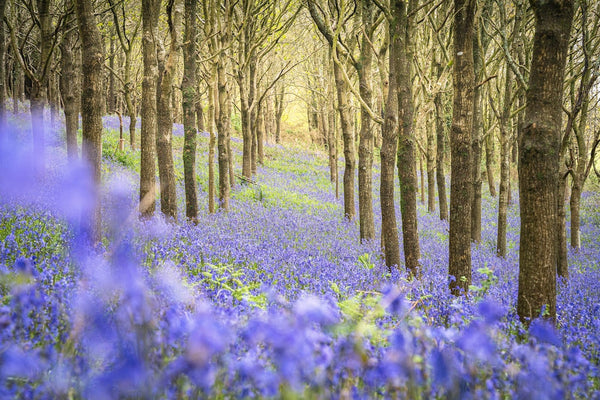 the best bluebell woods in hampshire