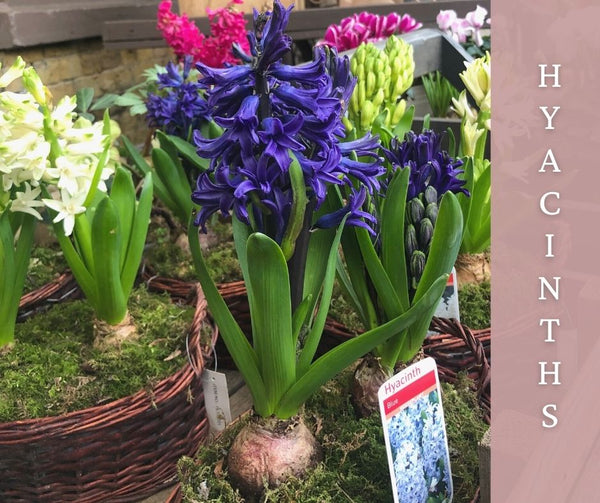 spring blog post hyacinth