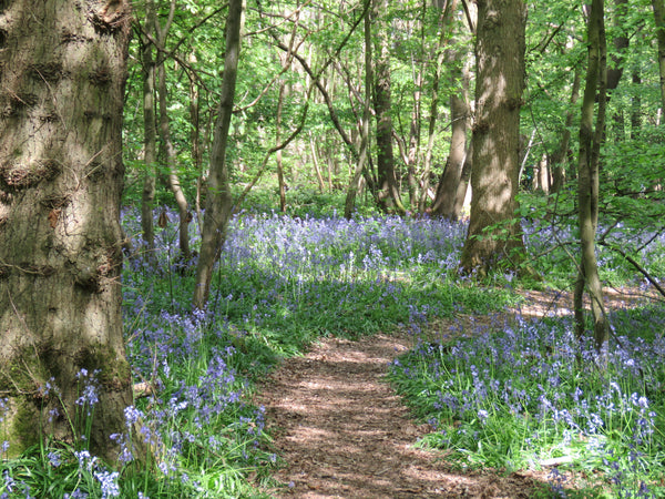 bluebell woods in hampshire