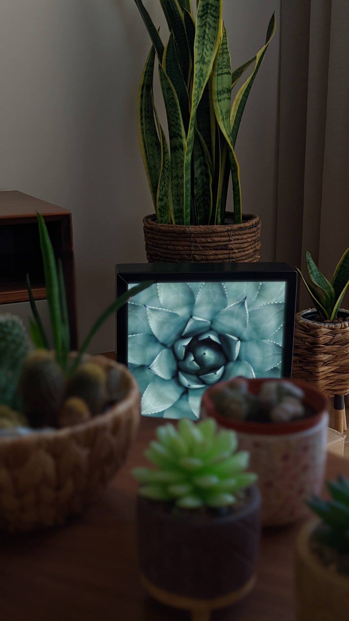 Moldura Luminosa Personalizada com uma fotografia de uma Suculenta. Decoração com plantas. Sala de estar. 