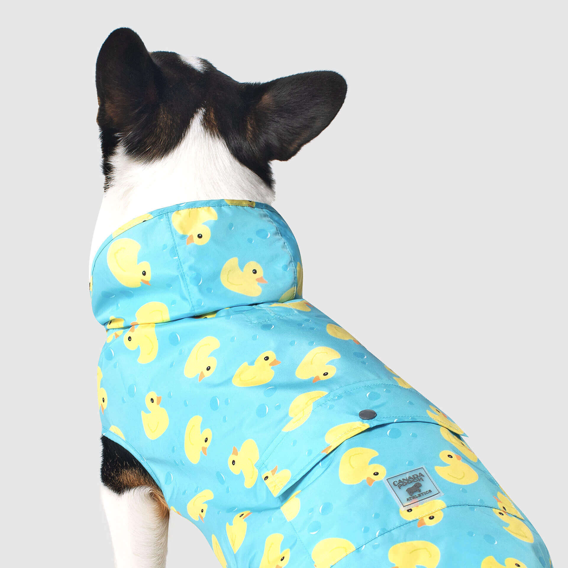 duck dog raincoat