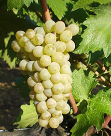 Grechetto di Todi Michele Moresi