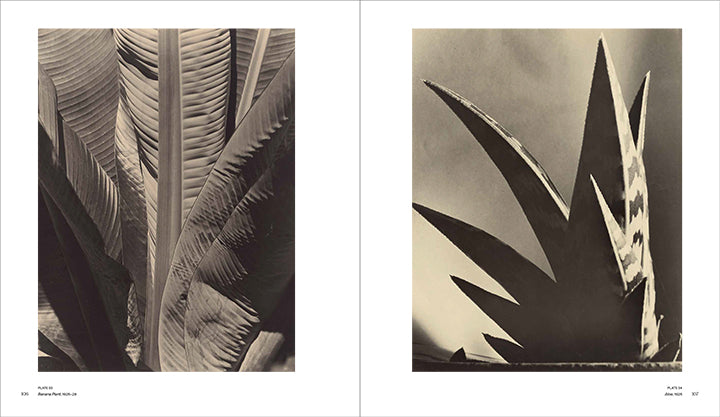 Imogen Cunningham: A Retrospective