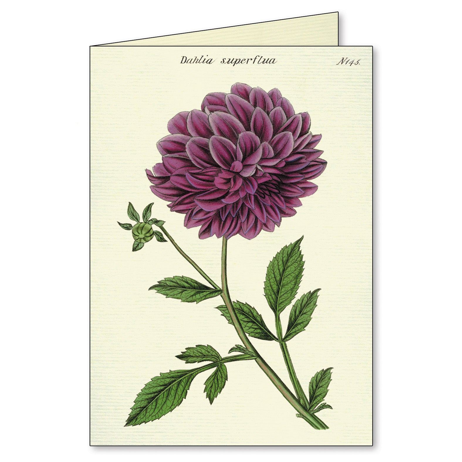 Botanical Boxed Notecards