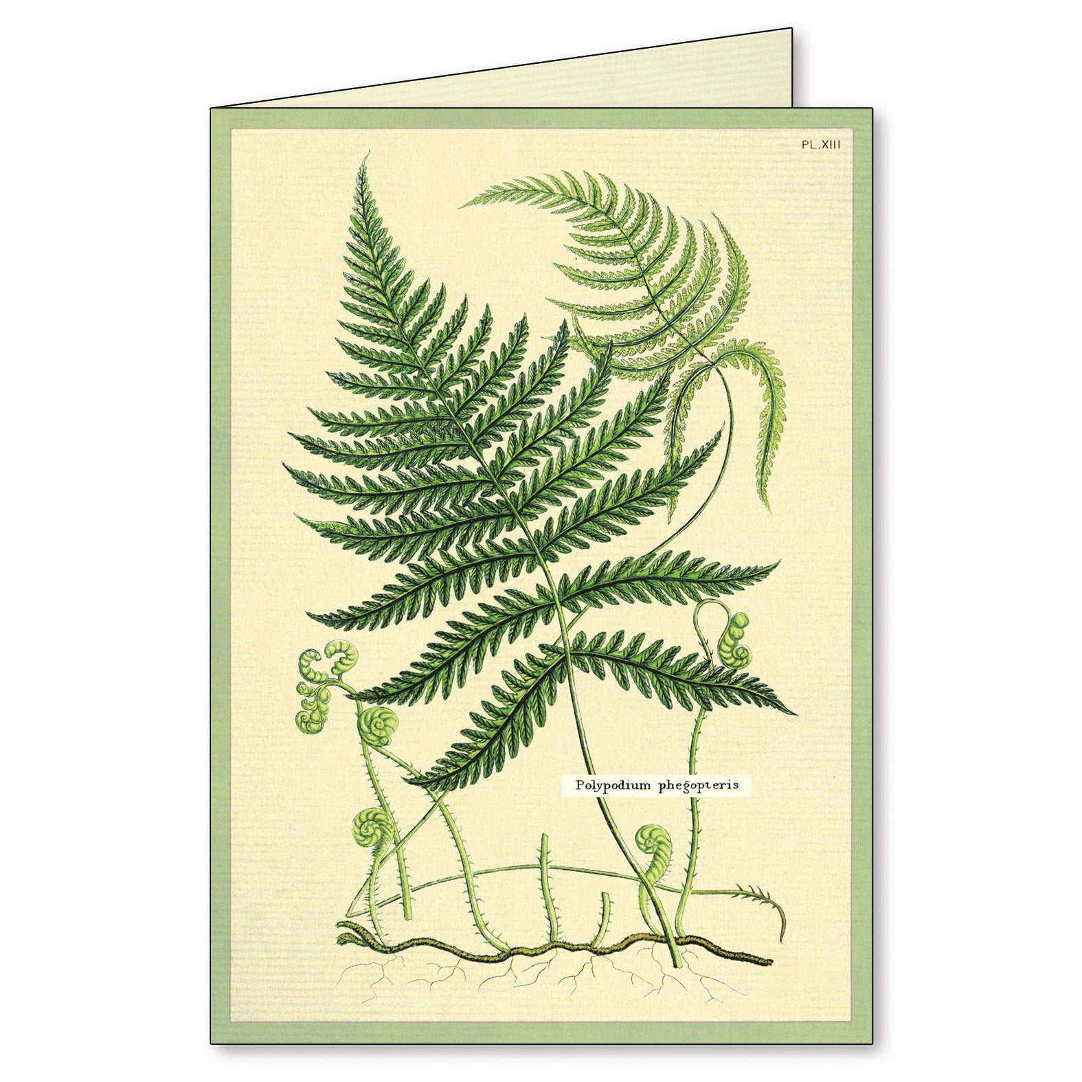 Fern Boxed Notecards