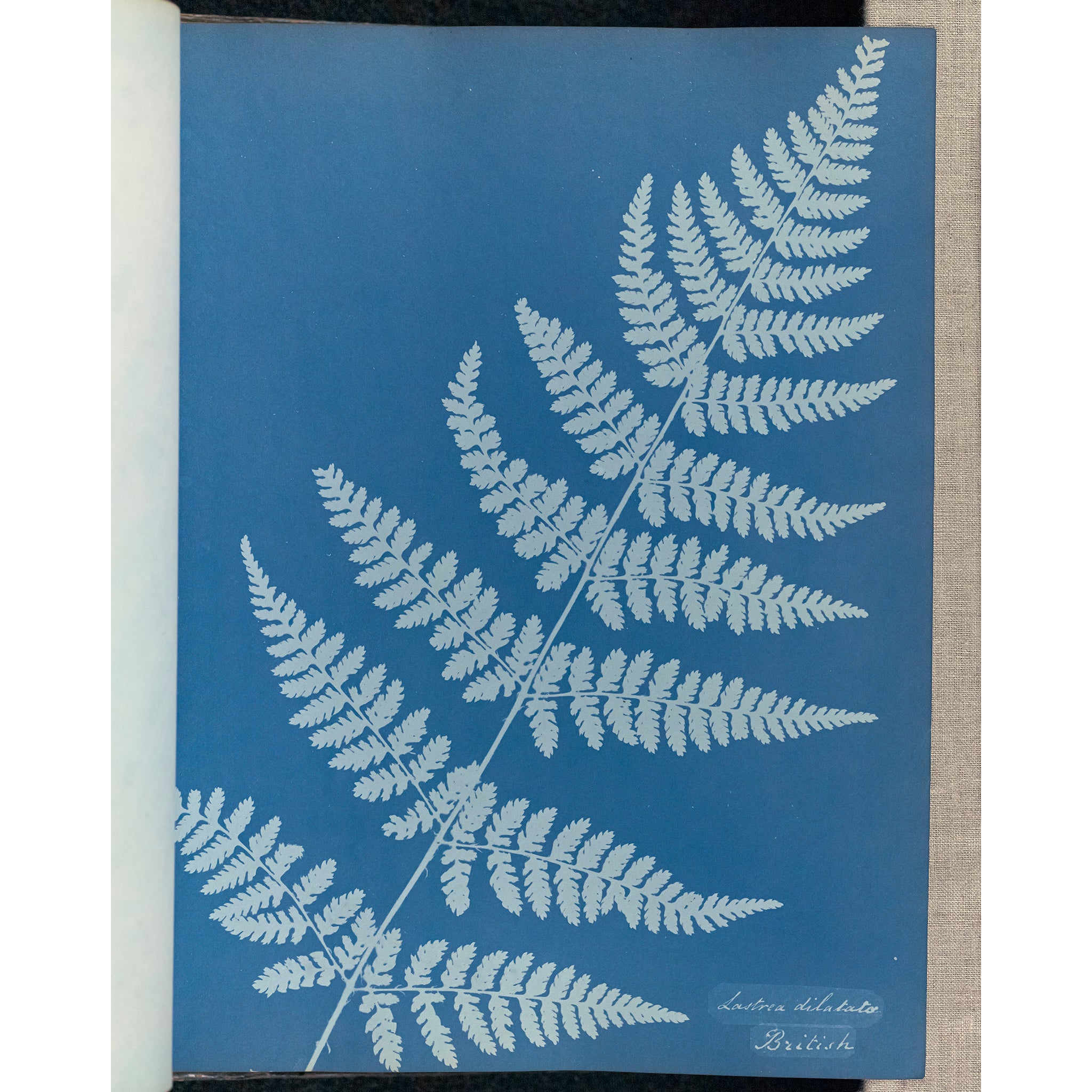 Anna Atkins Cyanotype Scarf