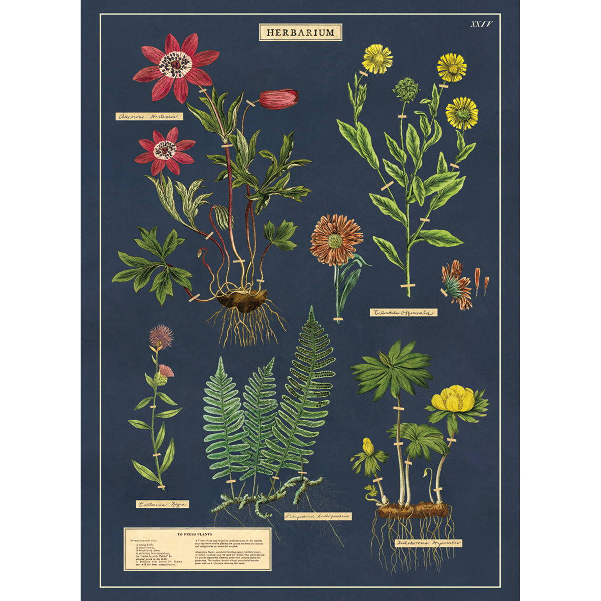 Herbarium Poster/Gift Wrap - Getty Museum Store
