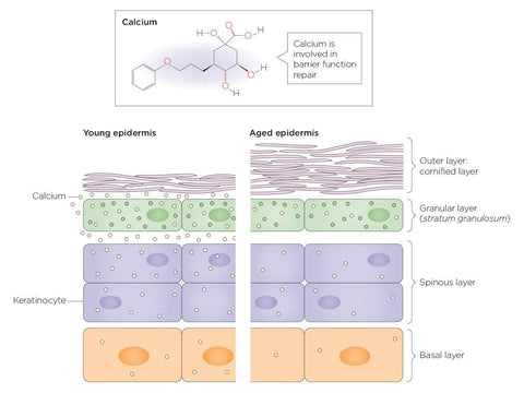 Calcium skin benefit