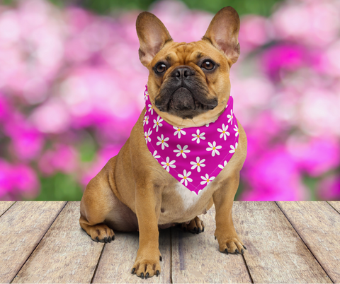 Frenchie dog with flower bandana