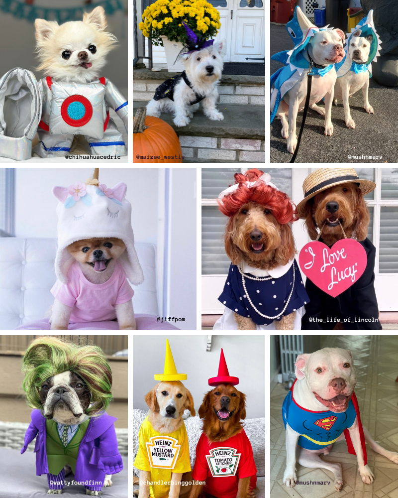 funny costumes for dogs