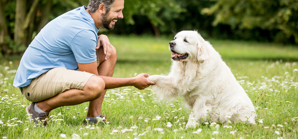 dog training with owner in field