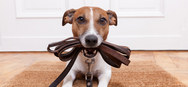 dog with leash