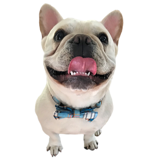 Frenchie Bulldog Facts