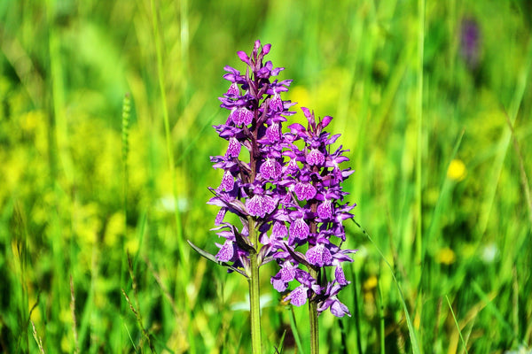 jeju orchid