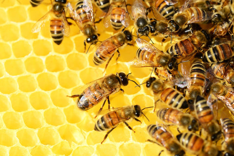 Bee Pollen Skincare Guide
