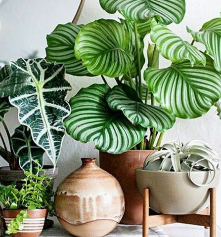 Verde e piante in casa