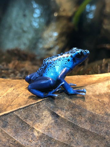 Blue Poison Dart Frogs – The Reptarium