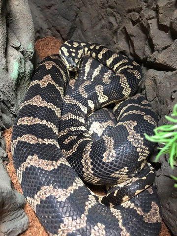 Jungle Carpet Python 