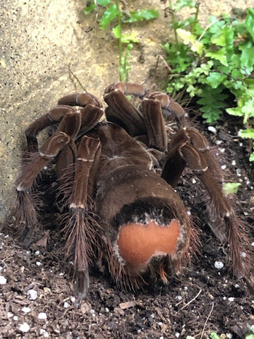 tarantula eating