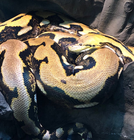 LUCY- TIGER RETICULATED PYTHON