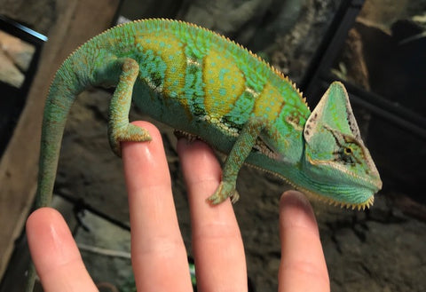 Pascal-Veiled Chameleon – The Reptarium