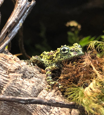 vietnamese mossy frog habitat