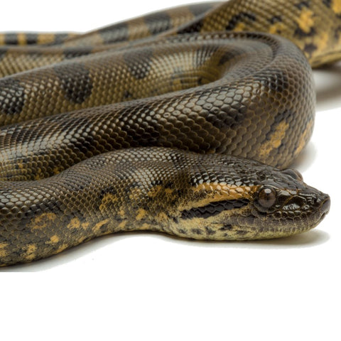 largest anaconda in captivity