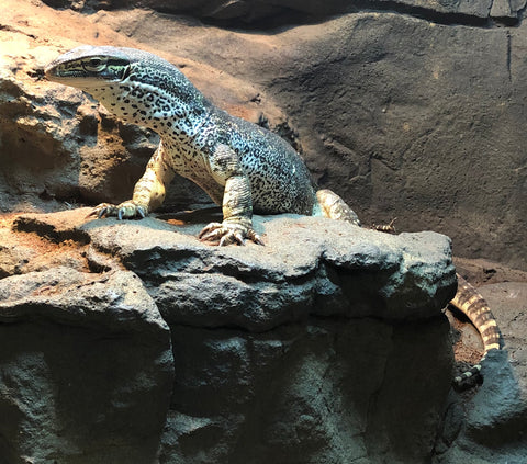 reptar the argus monitor