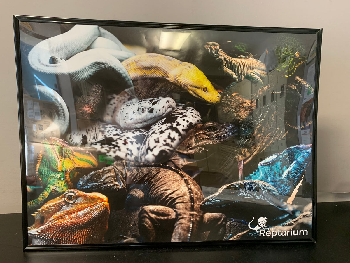 The Reptarium Mural Poster