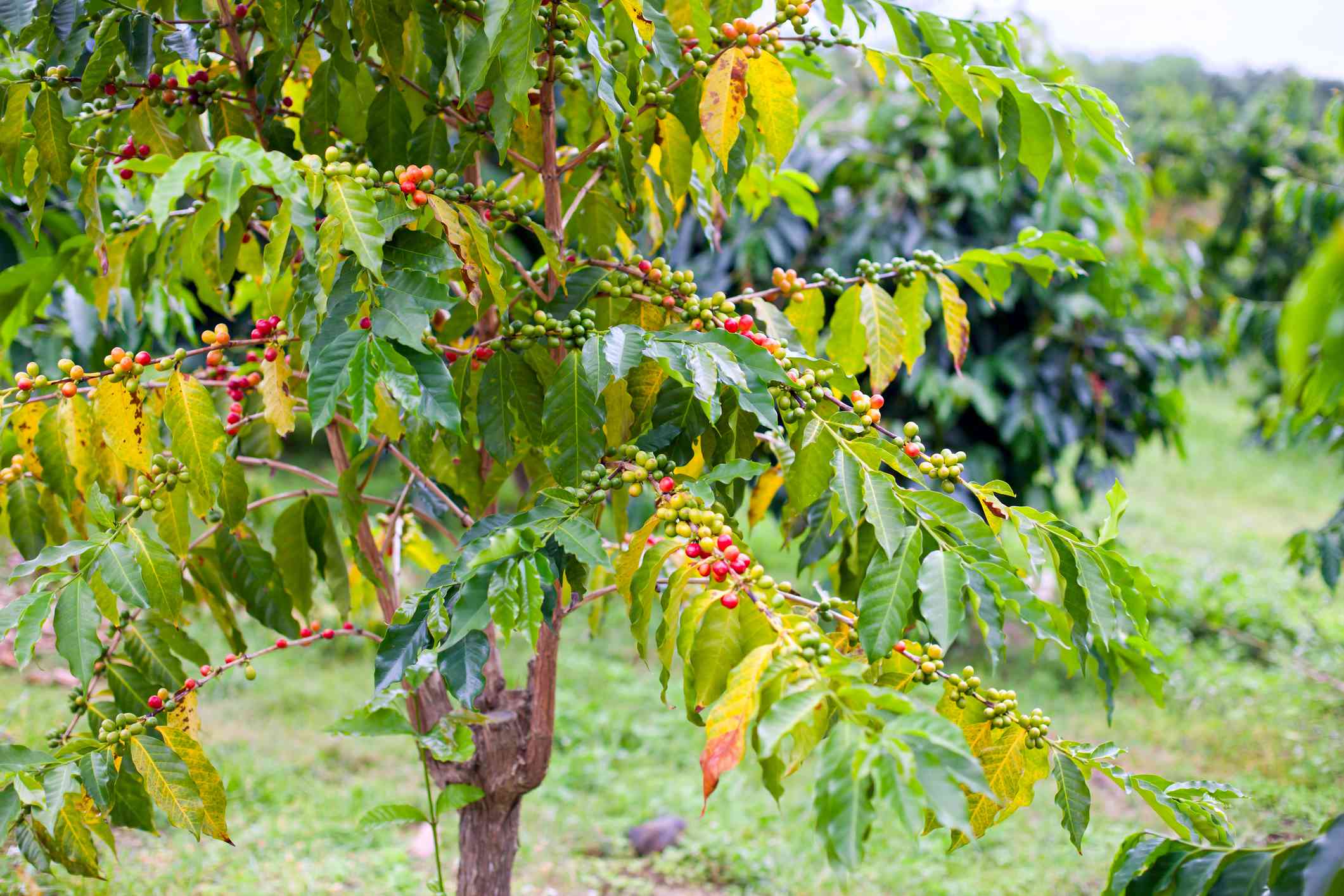 Kona beans are surrounded by a brightly coloured cherry before harvesting.