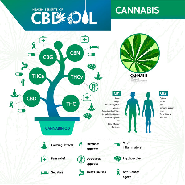 vector graphic showing the many benefits of CBD