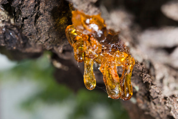 Frankincense resin dripping from tree branch
