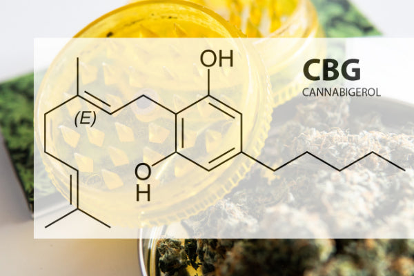 CBG and CBN for Nerve Pain dry herb in grinder with chemical map over top