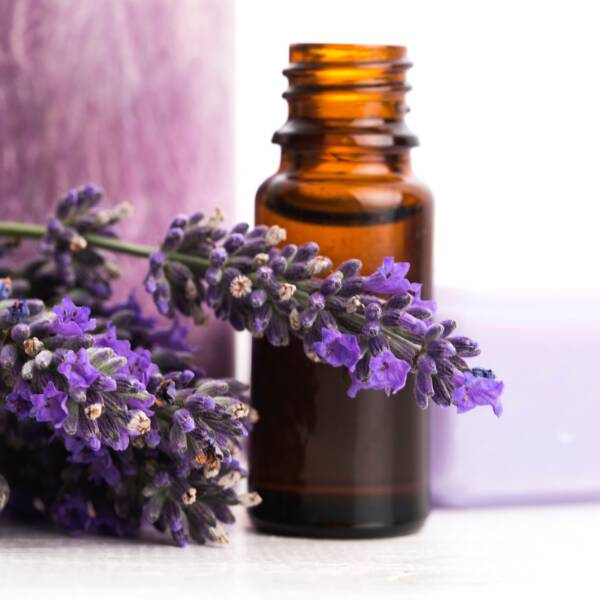 Lavender Essential Oils with Lavender Plant Flowers
