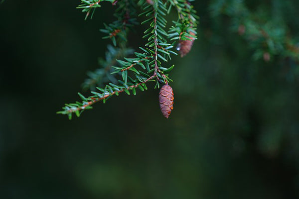 the benefits and uses of black spruce essential oil black spruce live branch with pine cones hanging off close up blurred background