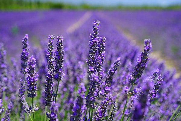 missing an oil essential oil substitutes substitution chart close up of lavender flowers in a lavender field essential oil for relaxation 
