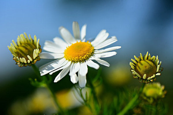 missing an oil essential oil substitutes substitution chart close up of white flower in bloom blurred background