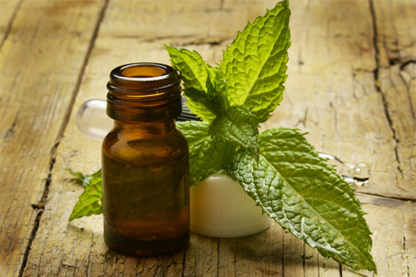 Peppermint Essential Oil Benefits & Uses