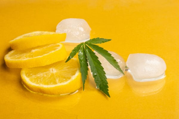 what are terpenes in cbd marijuana leaf sitting on lemon slices and ice on a yellow background limonene