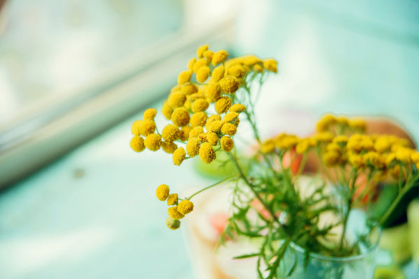 what is blue tansy essential oil benefits uses close up of yellow blue tansy flower in glass vase