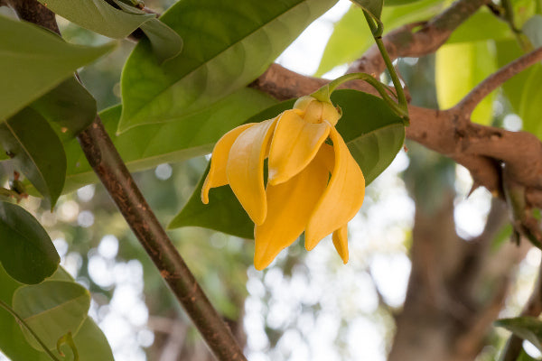 what is ylang ylang what are uses for ylang ylang the benefits of ylang ylang essential oils ylang ylang yellow flower still attached to branch of tree close up