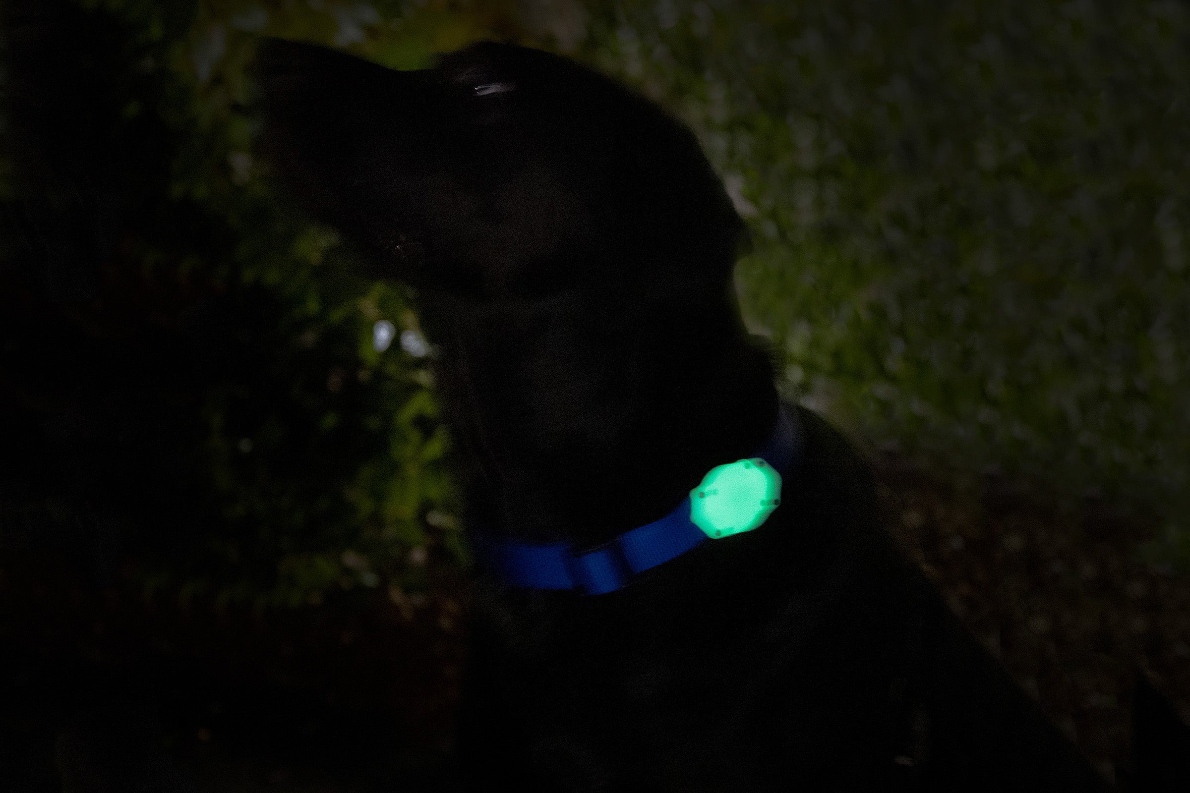 LED Dog Collar, Australia's Coolest Pet Supplies