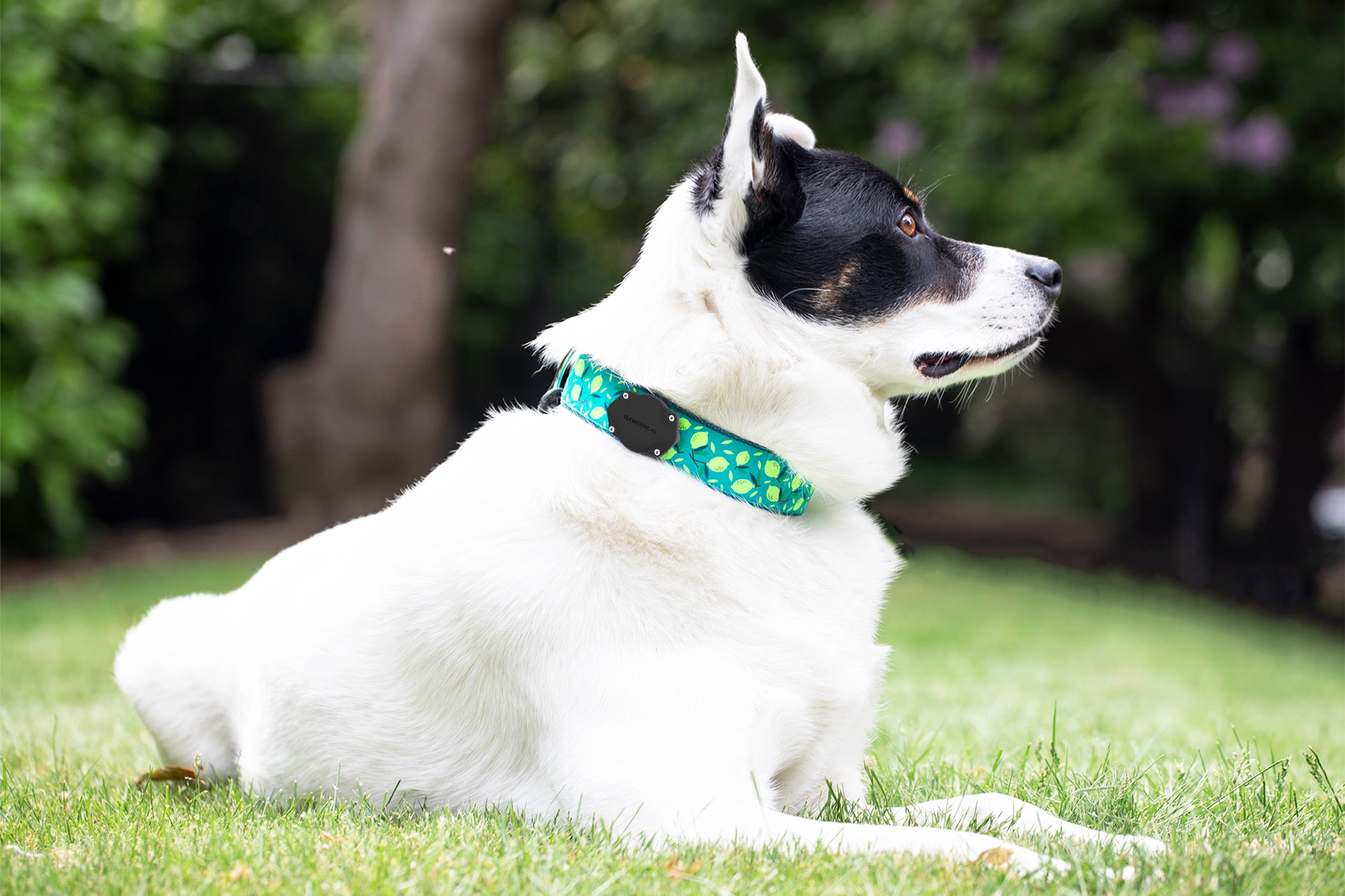 Elevation Lab TagVault Pet - The Most Secure AirTag Dog Collar Mount | IP68  Waterproof, Fits All Width Collars