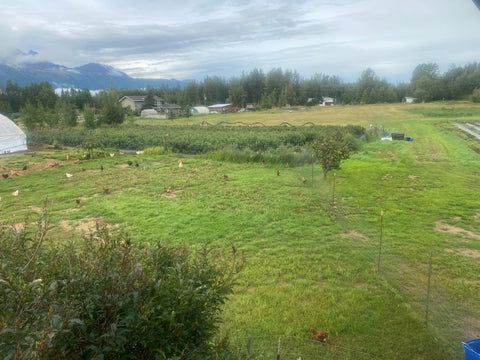 Polaris Farm Free Range Chickens