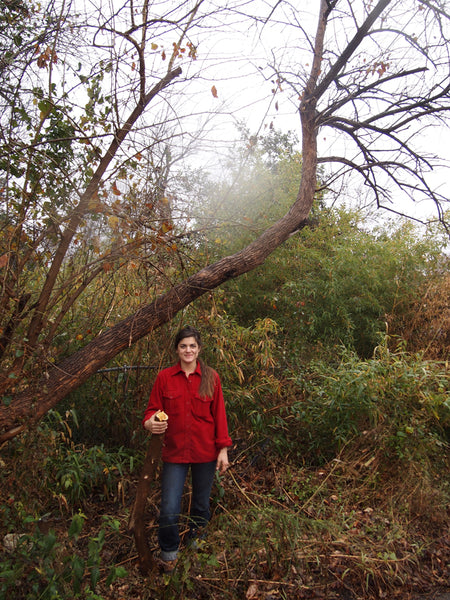 Natural Dyes - Osage Orange – Folk Fibers