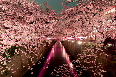 Hanami Picnic Sakura Blossoms Japan