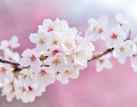 Hanami Picnic Sakura Blossoms Japan