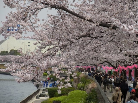 Hanami Picnic Sakura Blossoms Japan